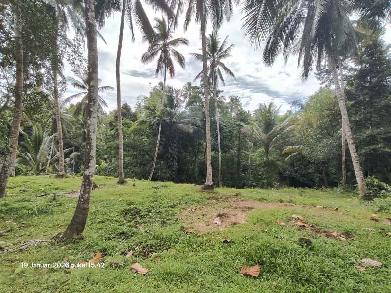 tanah kebun kelapa di selemadeg tabanan bali