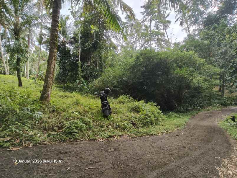 tanah kebun kelapa di selemadeg tabanan bali