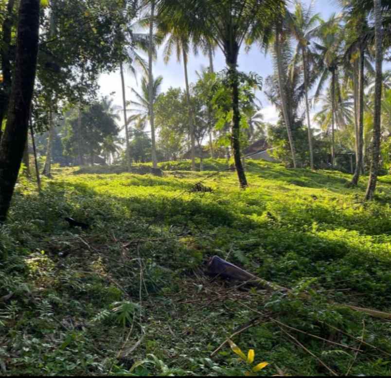 tanah kebun kelapa di selemadeg tabanan bali