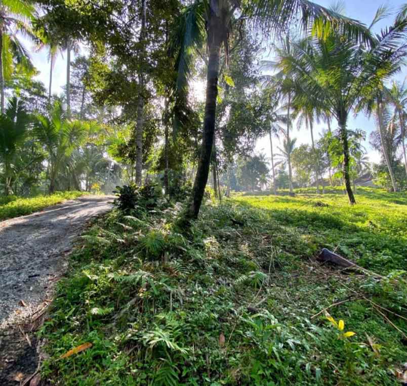 tanah kebun kelapa di selemadeg tabanan bali