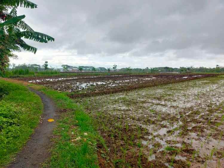 tanah kedawung sragen