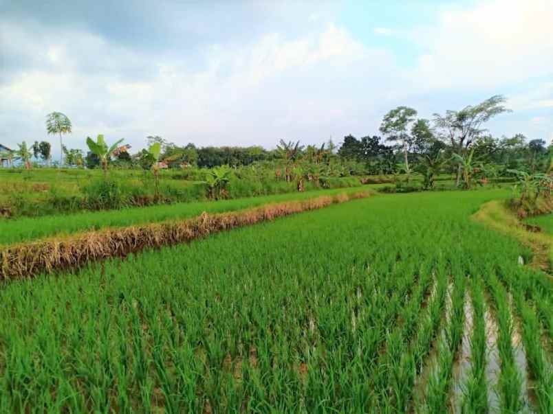 tanah kedawung sragen