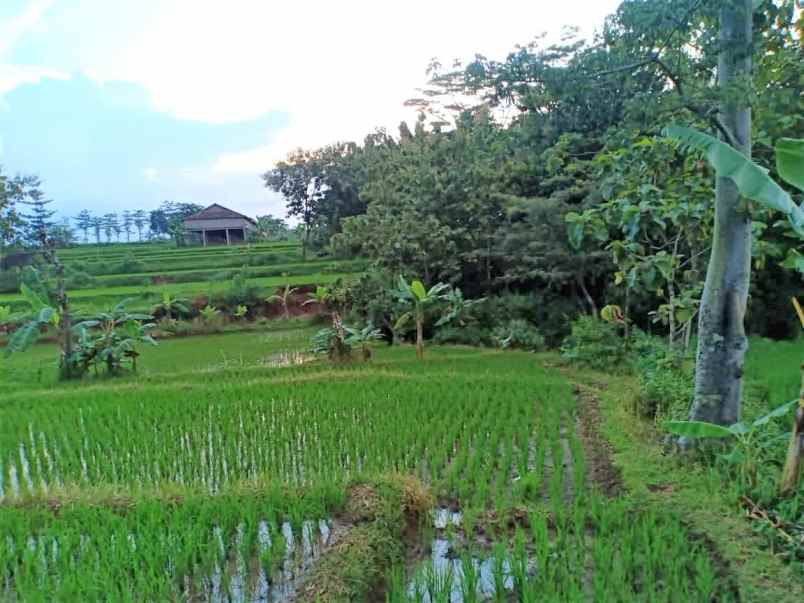 tanah kedawung sragen