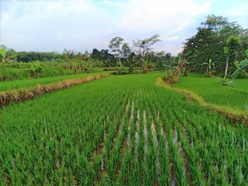 tanah kedawung sragen