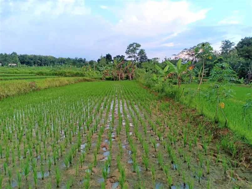 tanah kedawung sragen