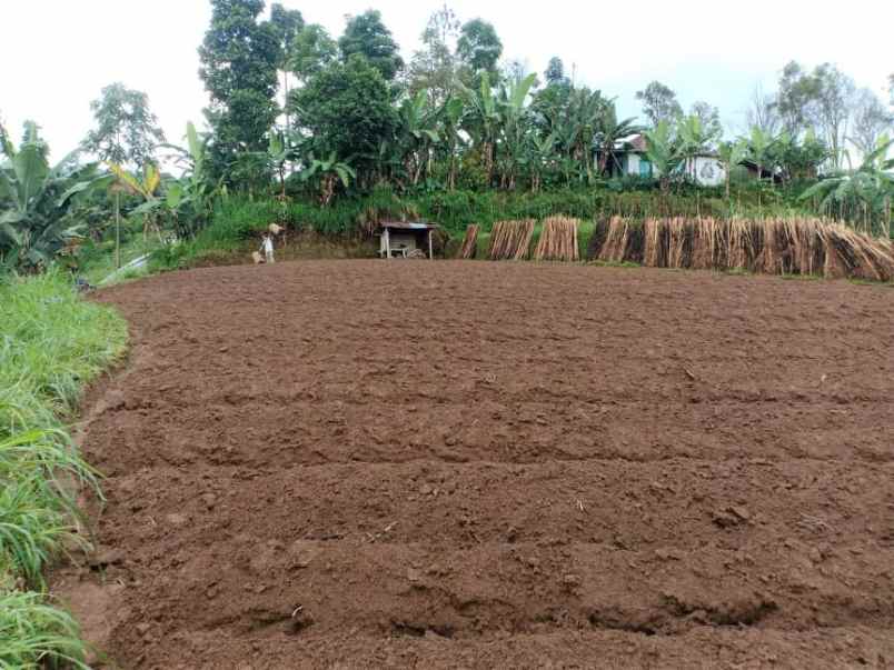 tanah kemuning ngargoyoso