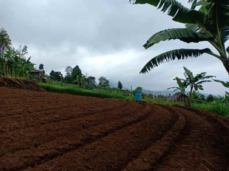 tanah kemuning ngargoyoso