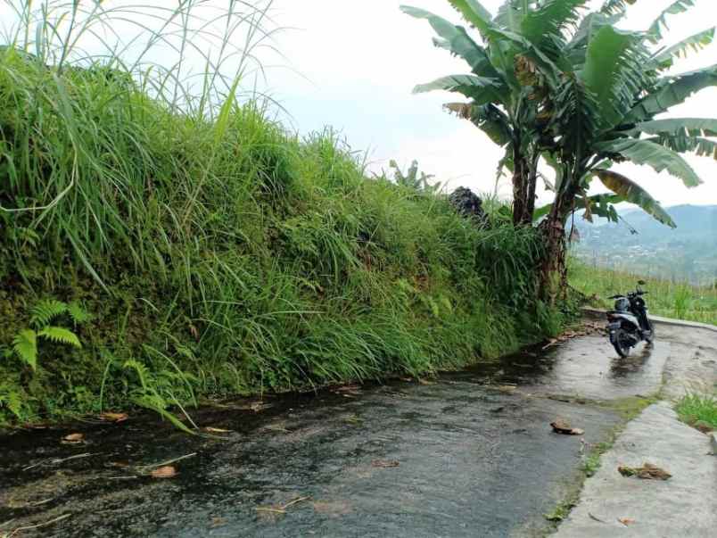 tanah kemuning ngargoyoso