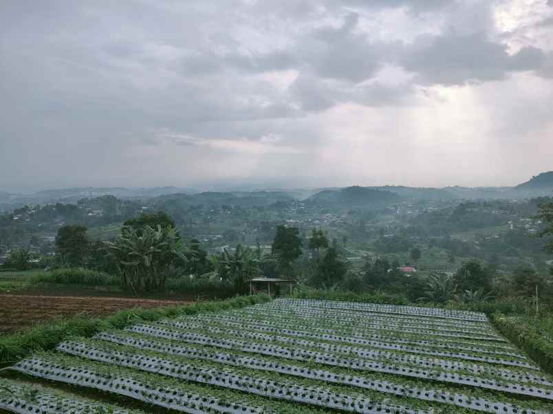 tanah kemuning ngargoyoso