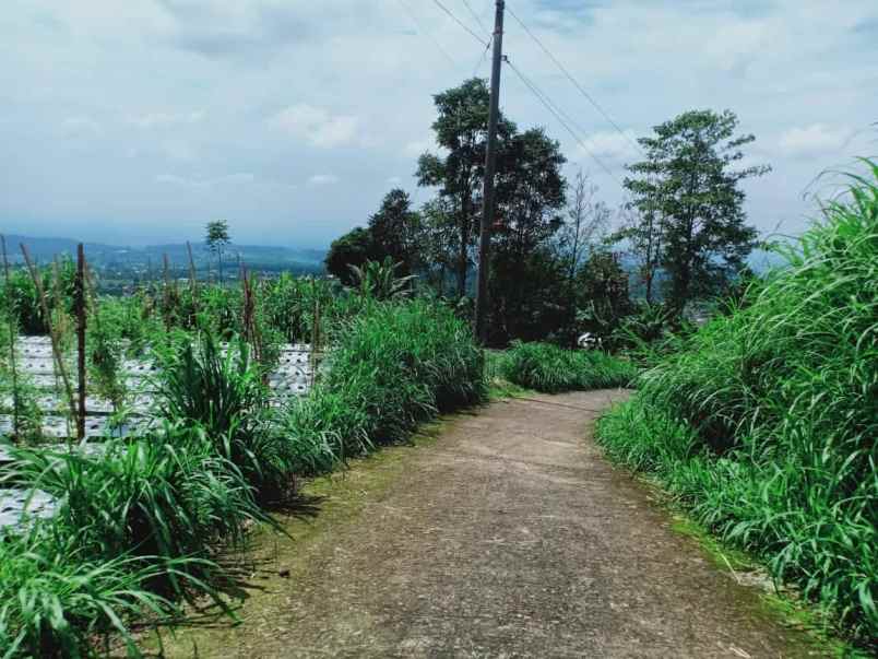 tanah kemuning ngargoyoso