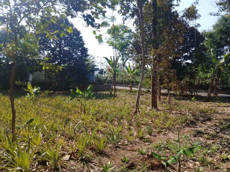 tanah strategis di jalan raya provinsi subang