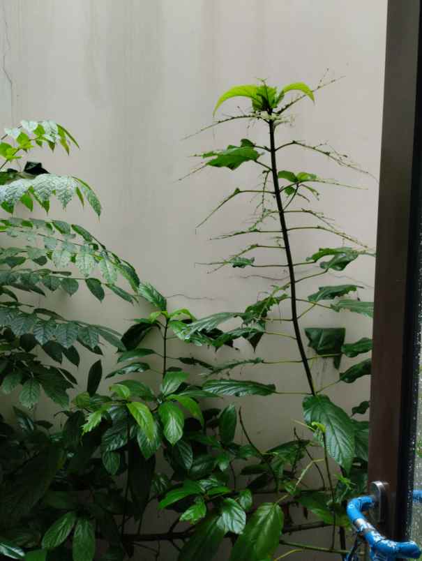 dijual ruko gudang kantor ruko virginia arcade