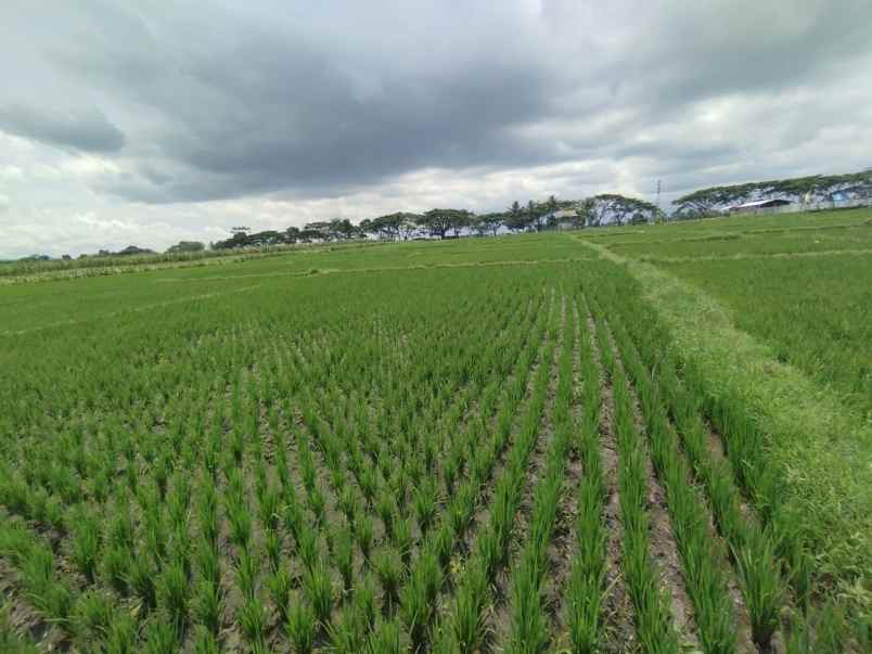 dijual sawah produktif kepanjen malang jawa timur