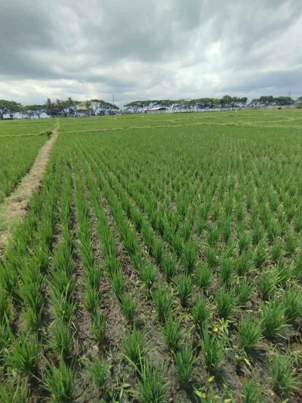dijual sawah produktif kepanjen malang jawa timur