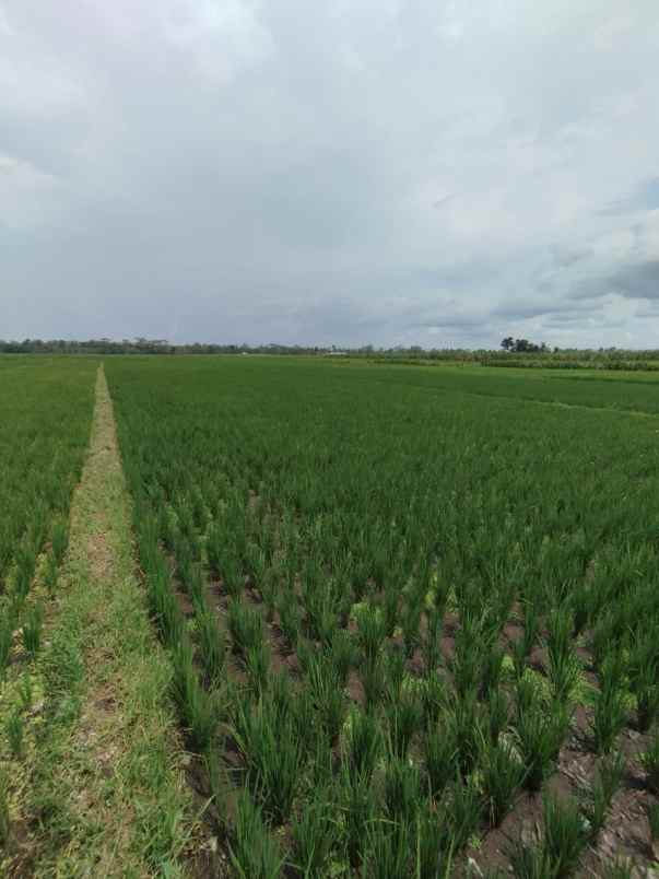 dijual sawah produktif kepanjen malang jawa timur