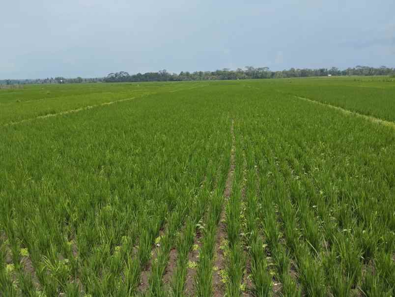 dijual sawah produktif kepanjen malang jawa timur