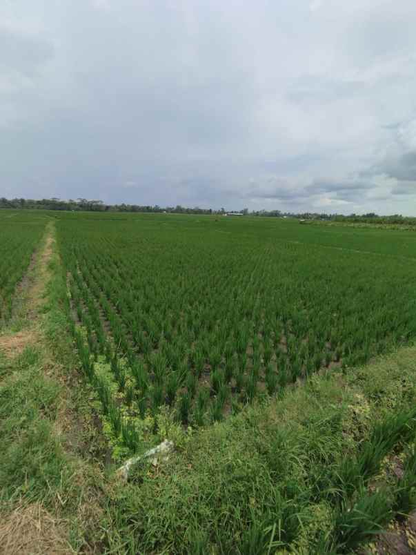 dijual sawah produktif kepanjen malang jawa timur