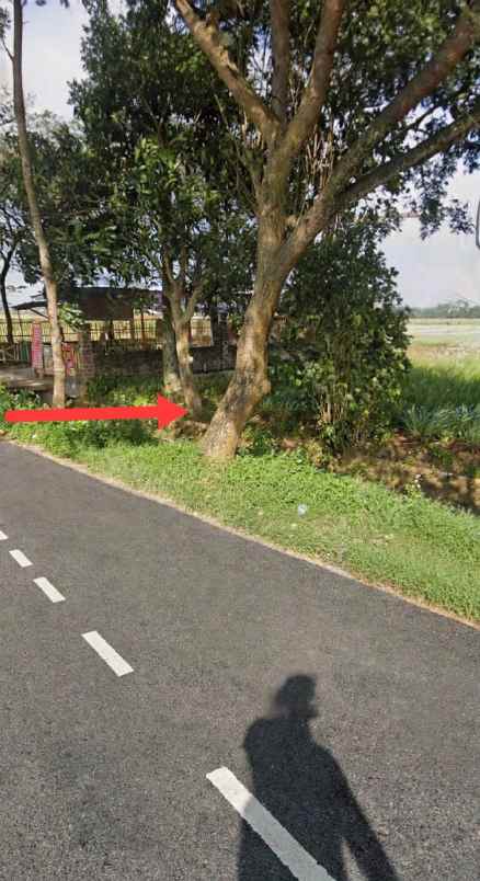 dijual sawah produktif kepanjen malang jawa timur