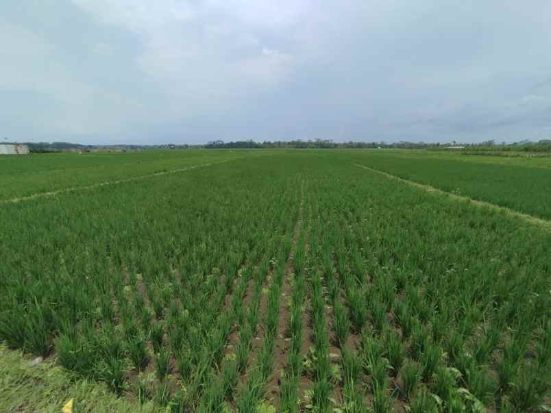 dijual sawah produktif kepanjen malang jawa timur