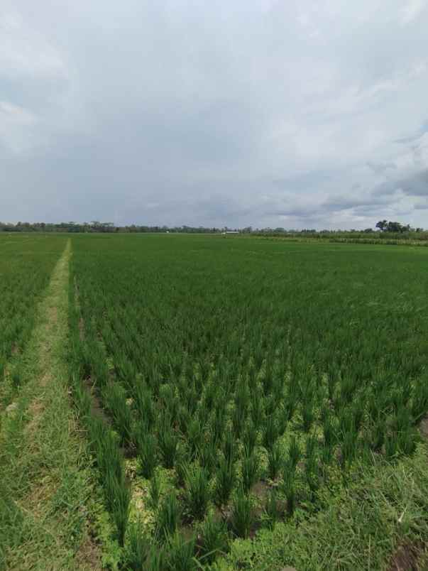 dijual sawah produktif kepanjen malang jawa timur