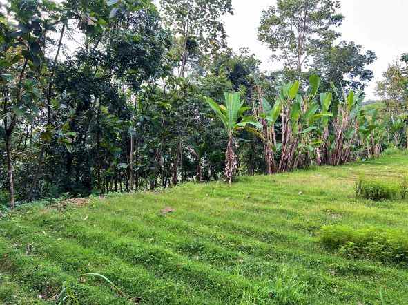 dijual tanah 2000m ngargoyoso karanganyar