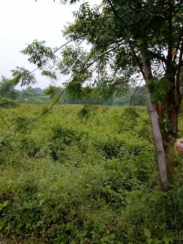 dijual tanah di desa manduro kec ngoro kab mojokerto