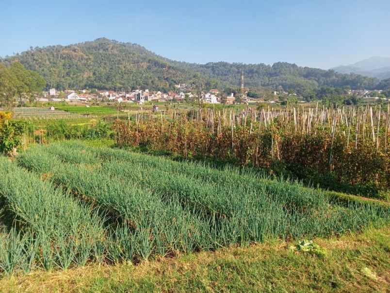 dijual tanah di sumberejo dekat balai