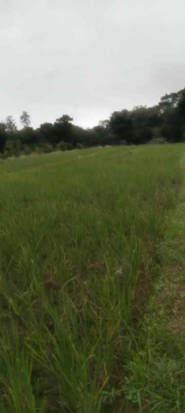 dijual tanah dijual tanah di kusen sabo