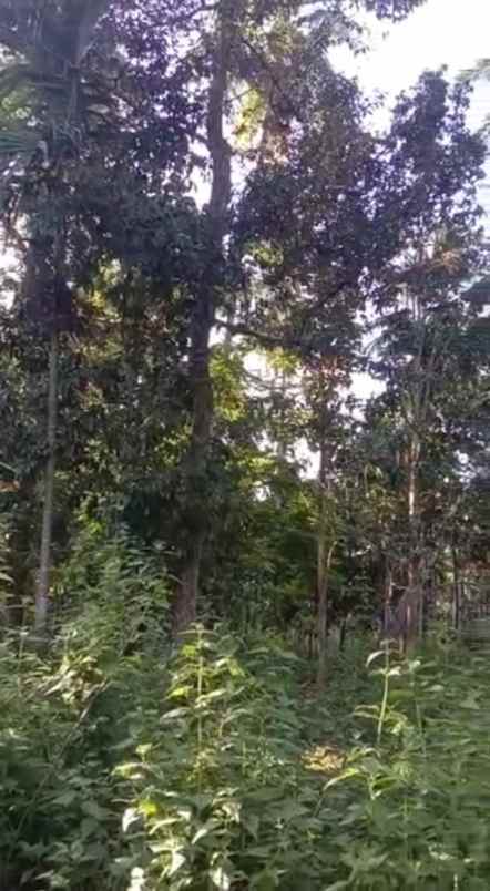 dijual tanah indrapuri