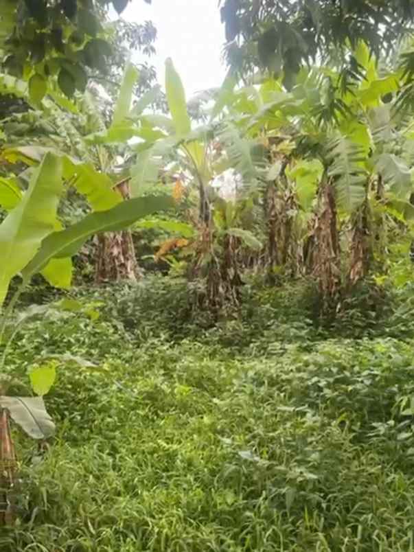 dijual tanah jl buana raya buana mekar