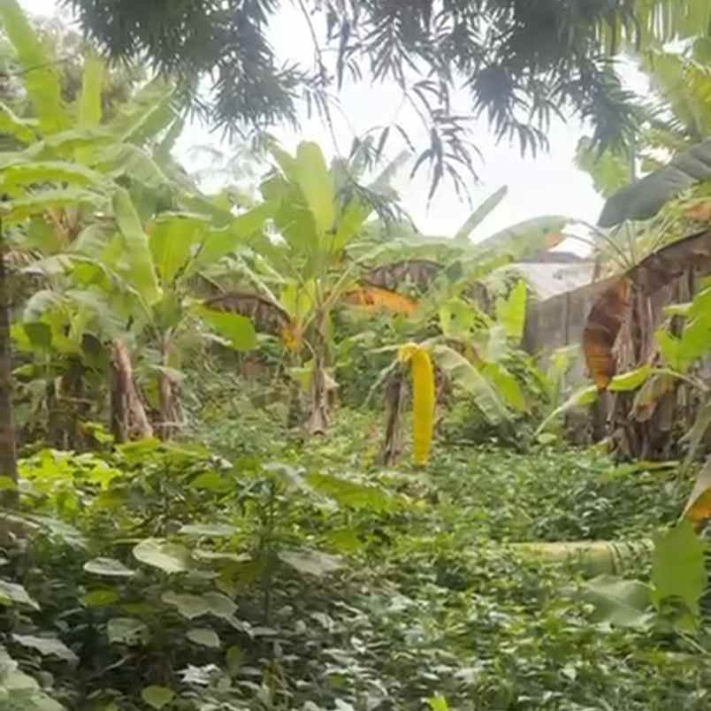 dijual tanah jl buana raya buana mekar