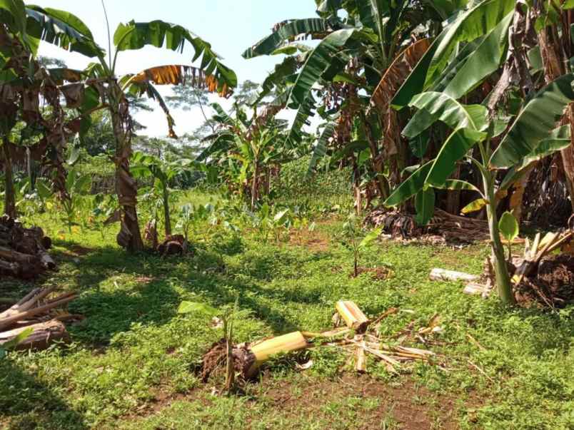 dijual tanah karangsalam kidul kec