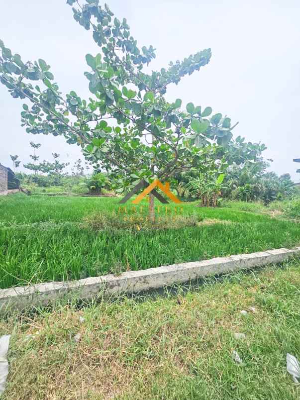 dijual tanah kosong jalan rumbia daerah batang kuis