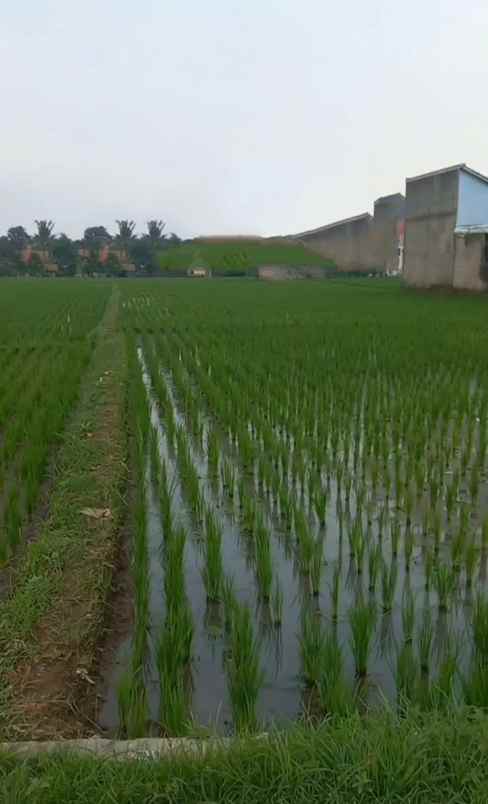 dijual tanah padasuka