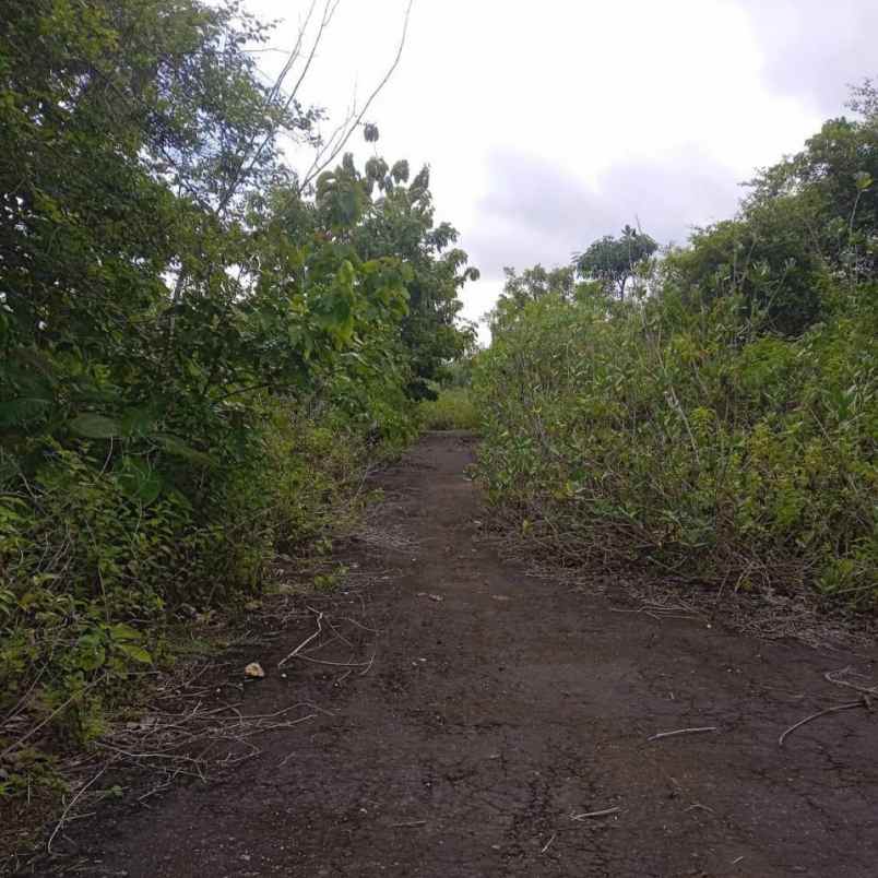 dijual tanah pantai balangan