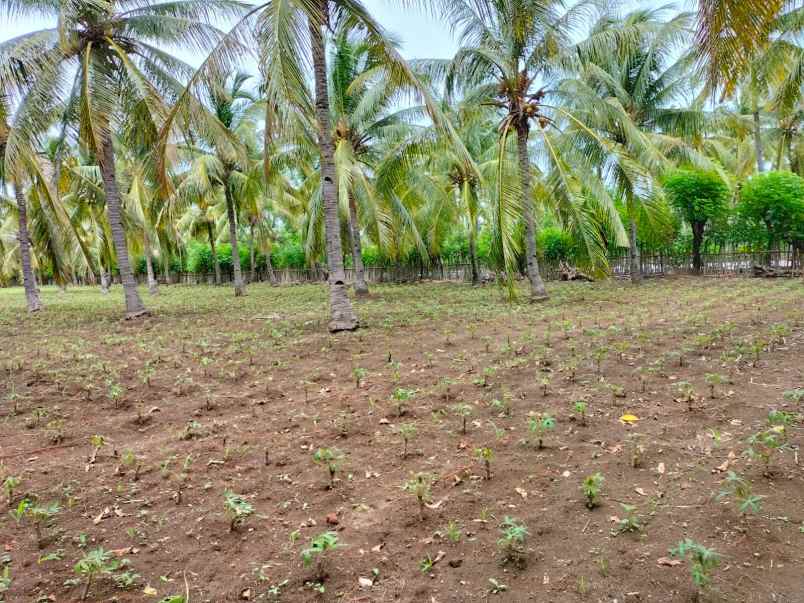 dijual tanah pertanian di lombok utara dekat rinjani