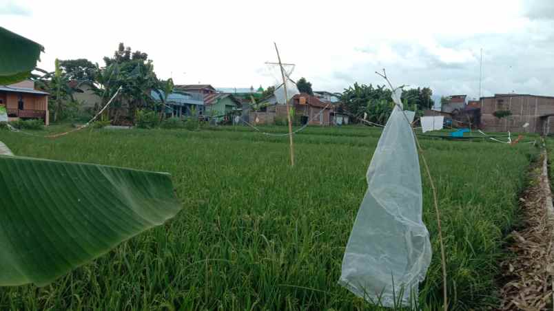 dijual tanah sawah 7 menit ke stasiun purwokerto