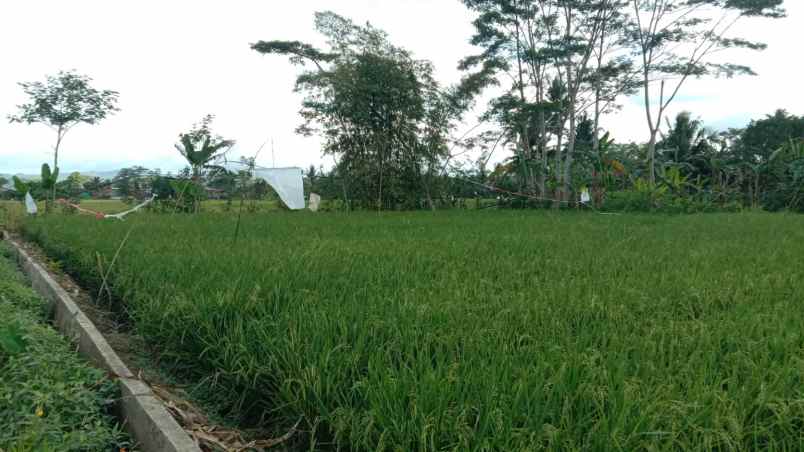 dijual tanah sawah 7 menit ke stasiun purwokerto