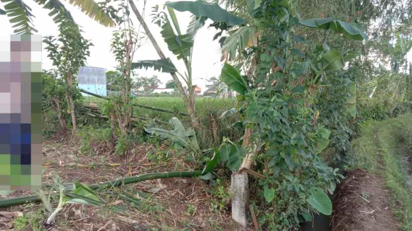 dijual tanah sawah 7 menit ke stasiun purwokerto