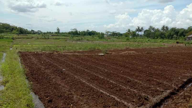 dijual tanah sawah akses mobil papasan