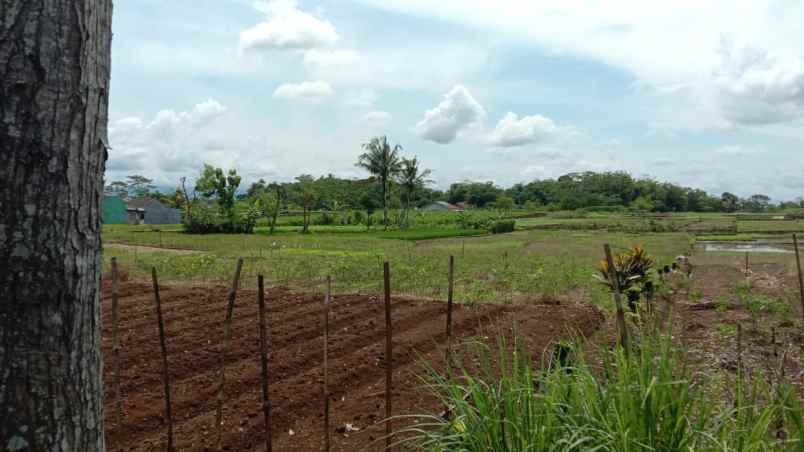 dijual tanah sawah akses mobil papasan