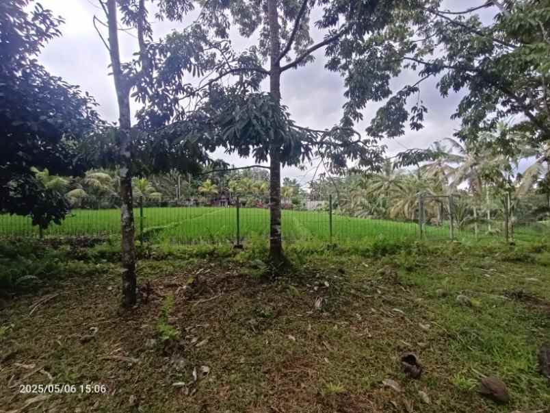 dijual tanah selemadeg tabanan bali
