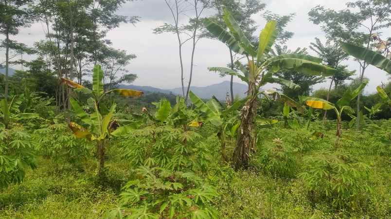 dijual tanah sukamakmur bogor