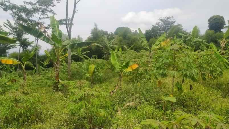 dijual tanah sukamakmur bogor