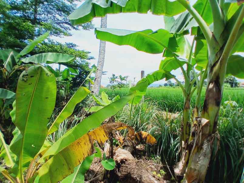 dijual tanah tanah lot