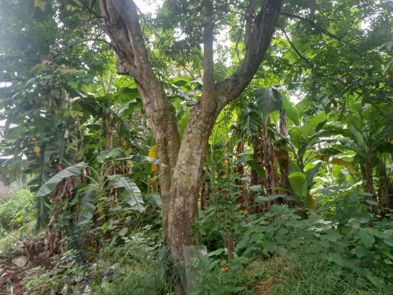 jual tanah murah di bawah njop mampang depok