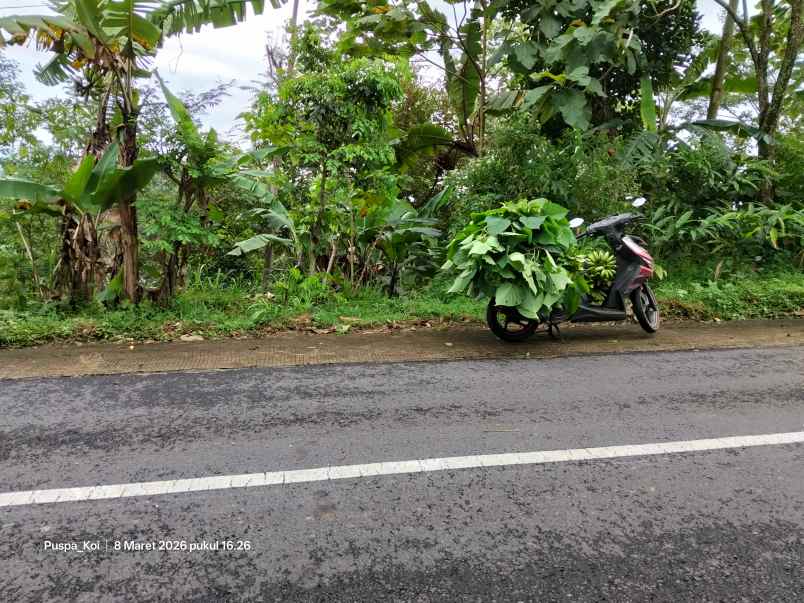 jual tanah perkebunan murah