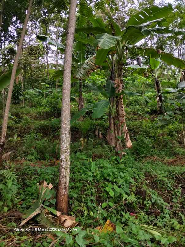 jual tanah perkebunan murah