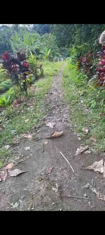 jual villa 4 km dari univ ipb bogor