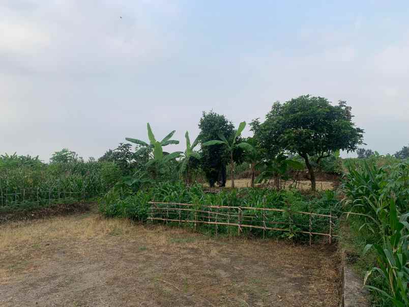 lahan 0 jln cor cck buat kandang ternak